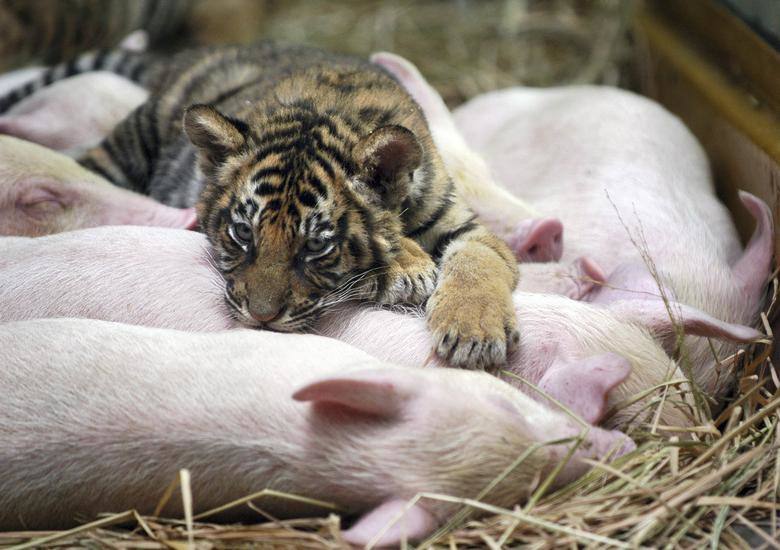 Un cachorro de tigre trepa por encima de los lechones en un parque en Guangzhou, China.