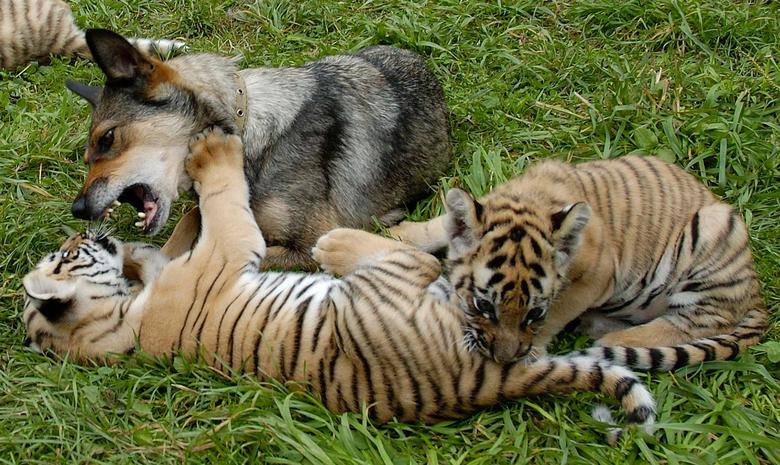 Palma, el perro juega con un cachorro de tigre de Amur de 4 meses (L) y un cachorro de tigre de Sumatra de 2 meses en el zoológico municipal 'Royev Ruchey' en Krasnoyarsk, Rusia