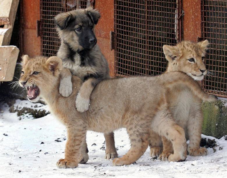 Dos cachorros de león y un perro juegan en el patio de una casa doméstica en Jarkov, Ucrania.