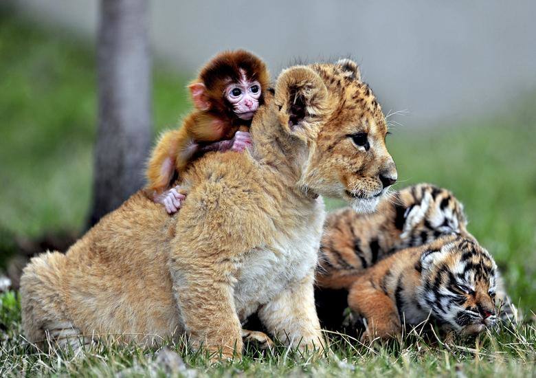 Un bebé mono, un cachorro de león y cachorros de tigre juegan en el Parque del Tigre de Manchuria Guaipo en Shenyang, provincia de Liaoning.