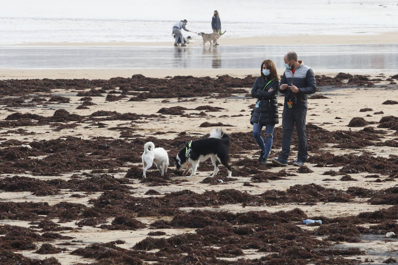 El carbón y el ocle han vuelto a aparecer estos días en la playa de San Lorenzo a causa de las mareas. Ha coincidido con la presentación de las conclusiones del estudio del laboratorio de Petrografía del Incar. Esta investigación atribuye a El Musel las manchas en el arenal gijonés. Apunta a la carga y descarga de carbón en los muelles y descarta que el material llegue por el viento.