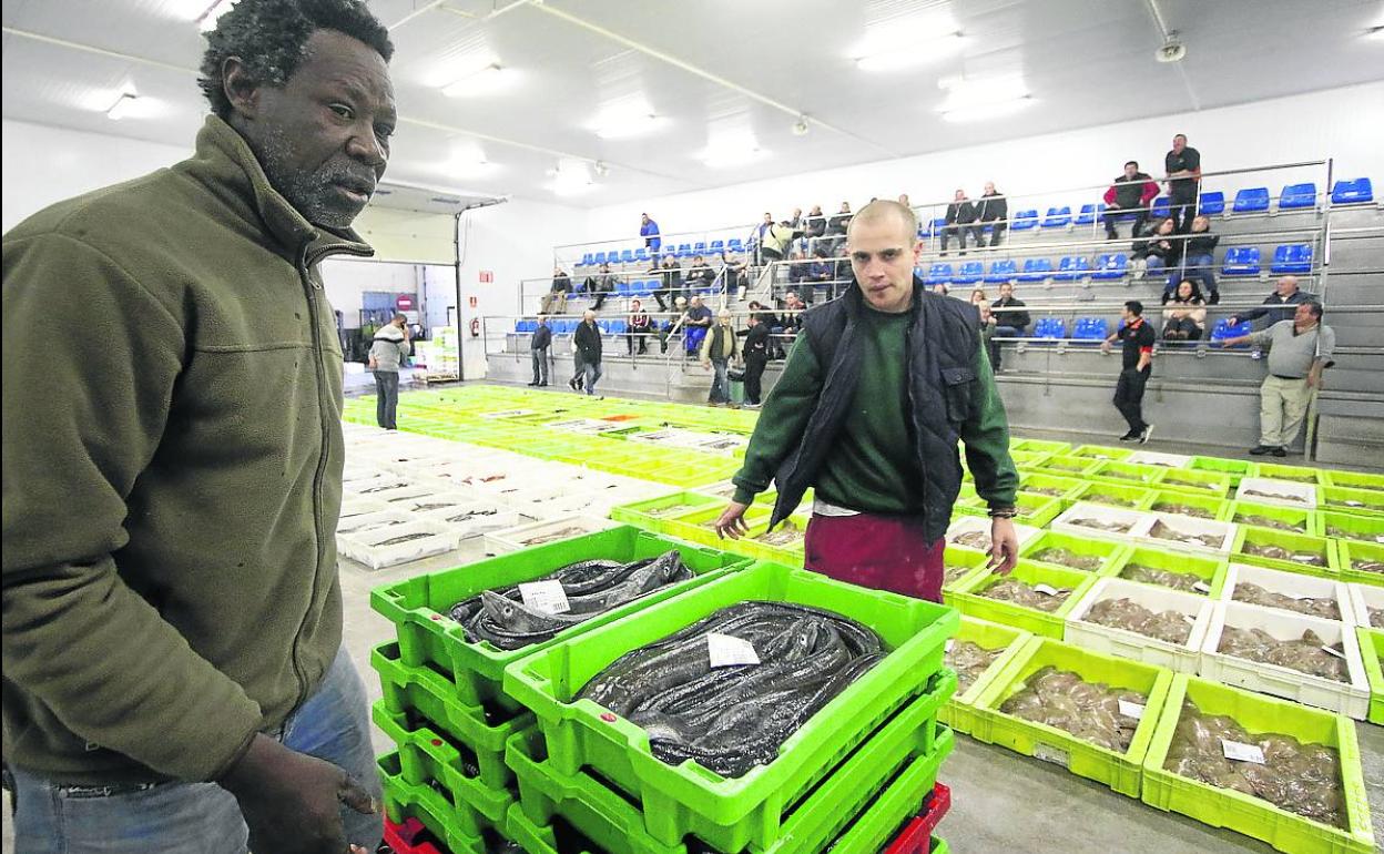 Dos trabajadores llevan varias cajas de merluza a subasta en la lonja de Gijón.