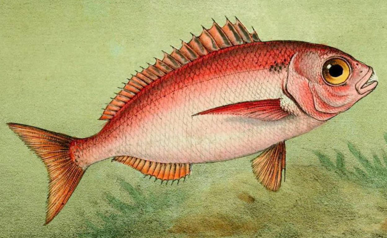 Ilustración de besugo de 'La pêche et les poissons', 1868.