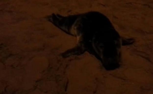 Aparece una cría de foca gris en la playa de San Lorenzo