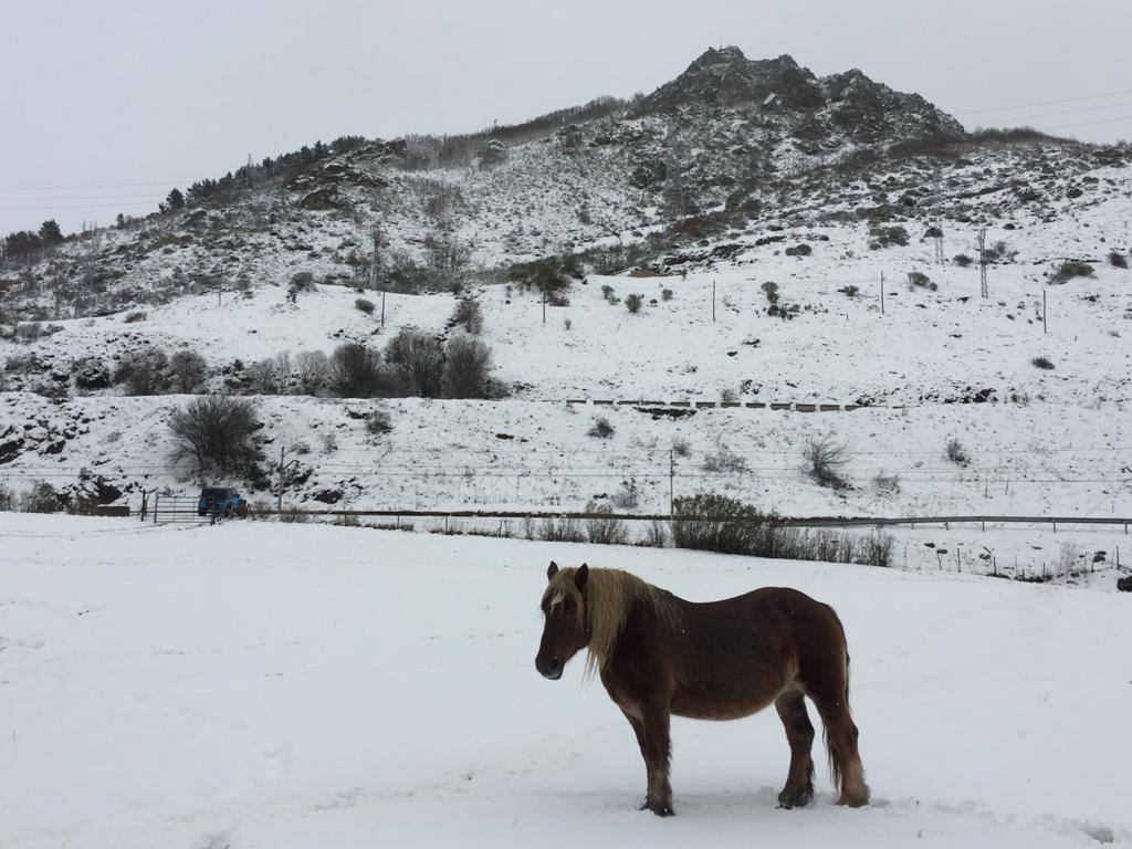 La borrasca 'Bella' ha provocado más de 1.900 incidencias en Asturias y complica las comunicaciones. La nieve acumulada en las últimas horas, que ha cerrado el puerto del Connio, obliga a usar cadenas en 15 altos de montaña. Los fuertes vientos han procovado la caída de árboles y la Aemet mantiene el litoral del Principado en alerta roja por olas de hasta diez metros 
