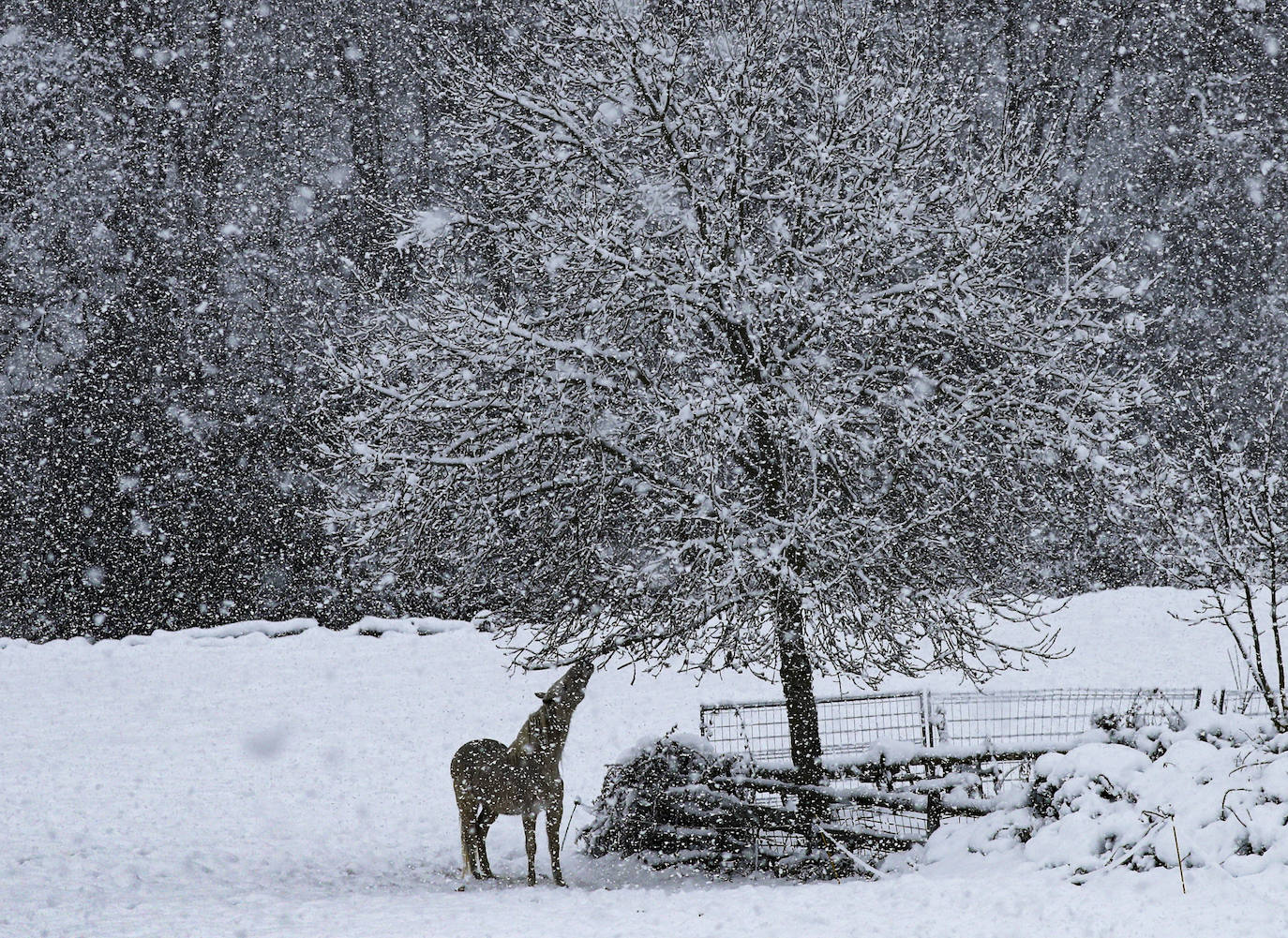 Nieve en las cotas altas, lluvia que no cesa en el litoral. El temporal no da tregua en Asturias y está complicando mucho la circulación en las zonas de montaña y anegando algunos puntos.