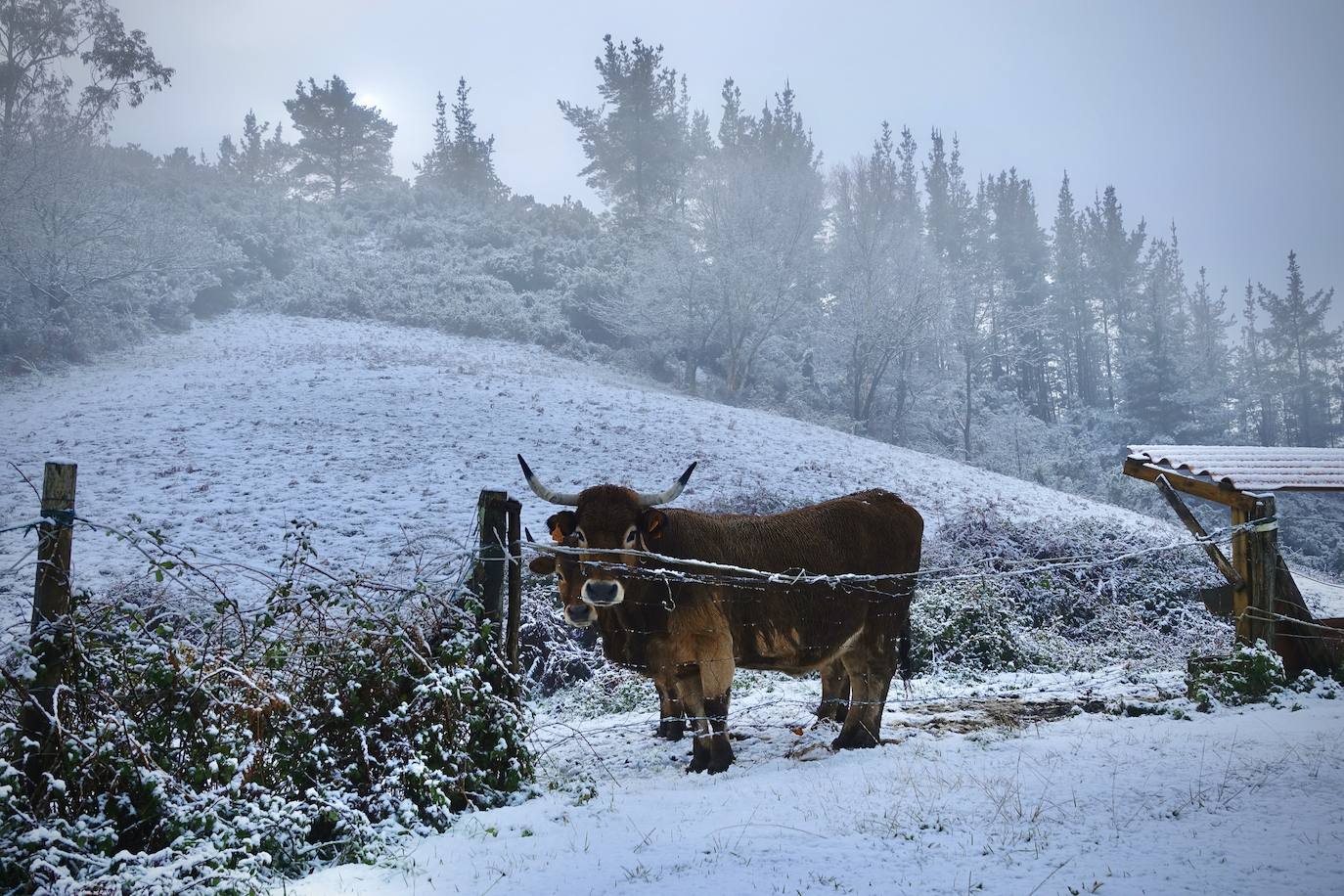 Buena parte de Asturias continúa en alerta amarilla a causa de las nevadas. Hay riesgo de fenómenos costeros en el oriente y acumulación de nieve de hasta 15 centímetros en la Cordillera. La cota seguirá en 300 metros, aunque irá subiendo a lo largo de la jornada