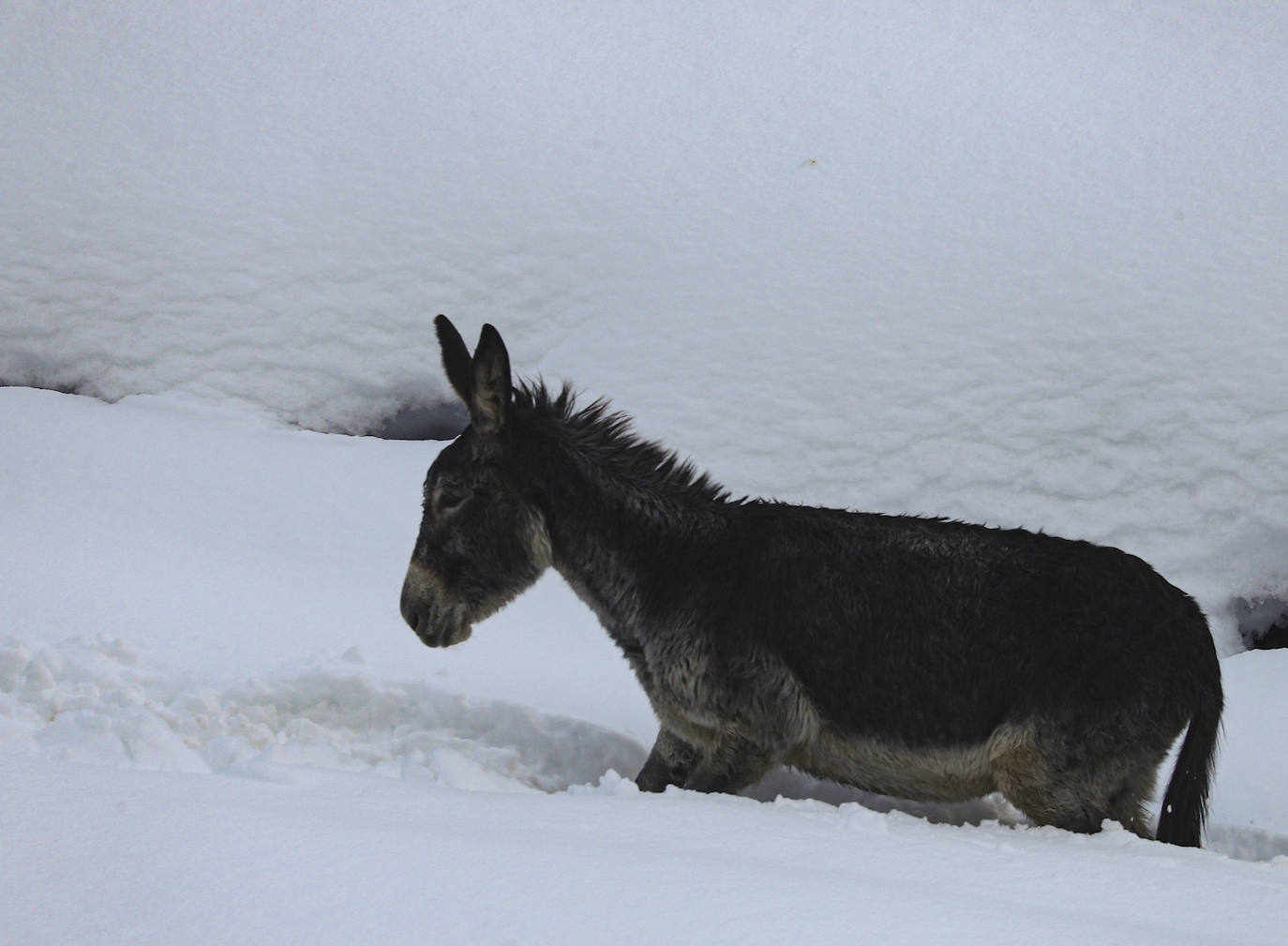 El temporal sigue sin dar tregua a Asturias. La Aemet ha decretato la alerta por las bajas temperaturas, que pueden llegar incluso a los -8ºC.