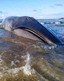 Imagen secundaria 2 - Fallece el rorcual que varó en la playa de Serantes, en Tapia