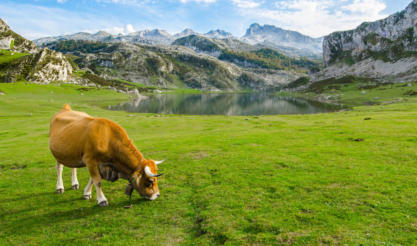 Lagos de Covadonga 