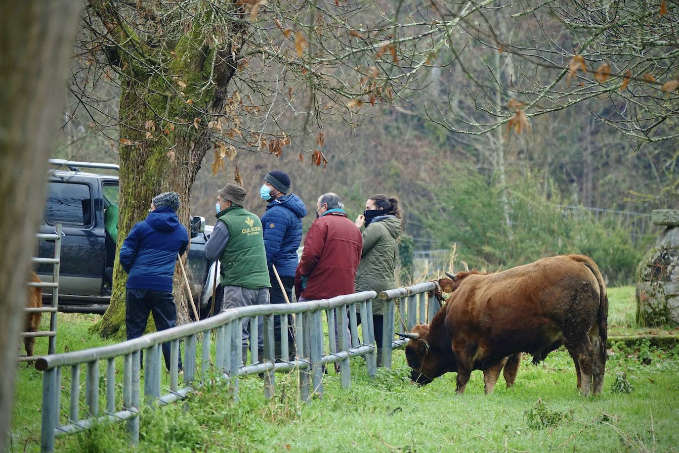 La feria de San Antón de Cangas de Onís ha inaugurado el calendario ganadero de Asturias. No ha sido una cita multitudinaria y las normas sanitarias han estado muy presentes.