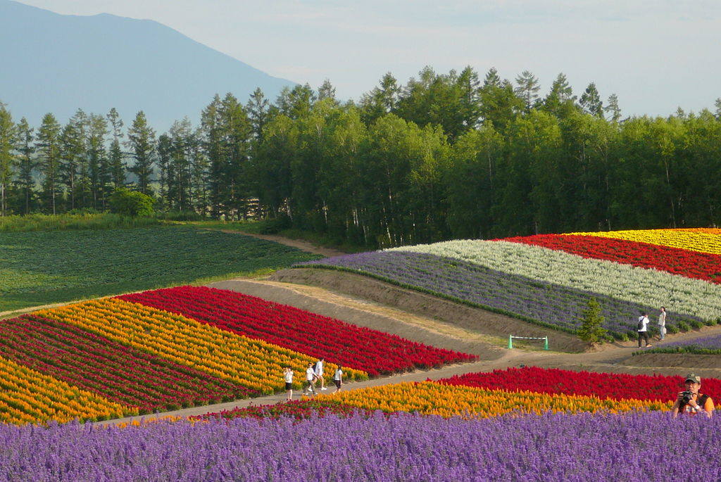 Hokkaido Biei, Japón | Extensos campos de lavanda, girasoles, amapolas, cosmos y salvia púrpura crean imágenes únicas que visitan más de un millón de turistas al año.