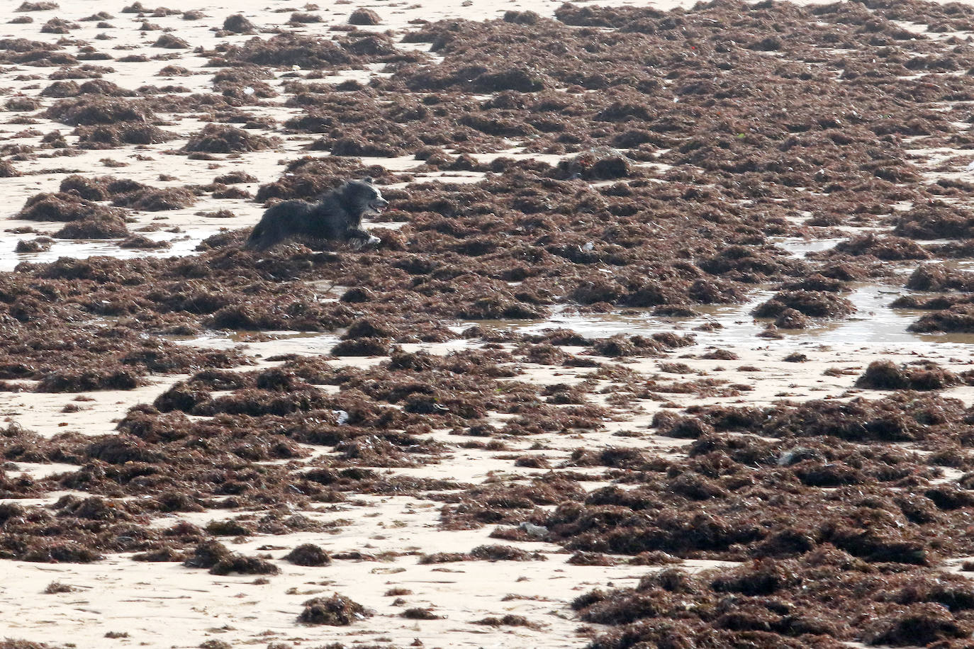 El arenal gijonés de San Lorenzo ha aparecido este martes cubierto por una capa de ocle. 