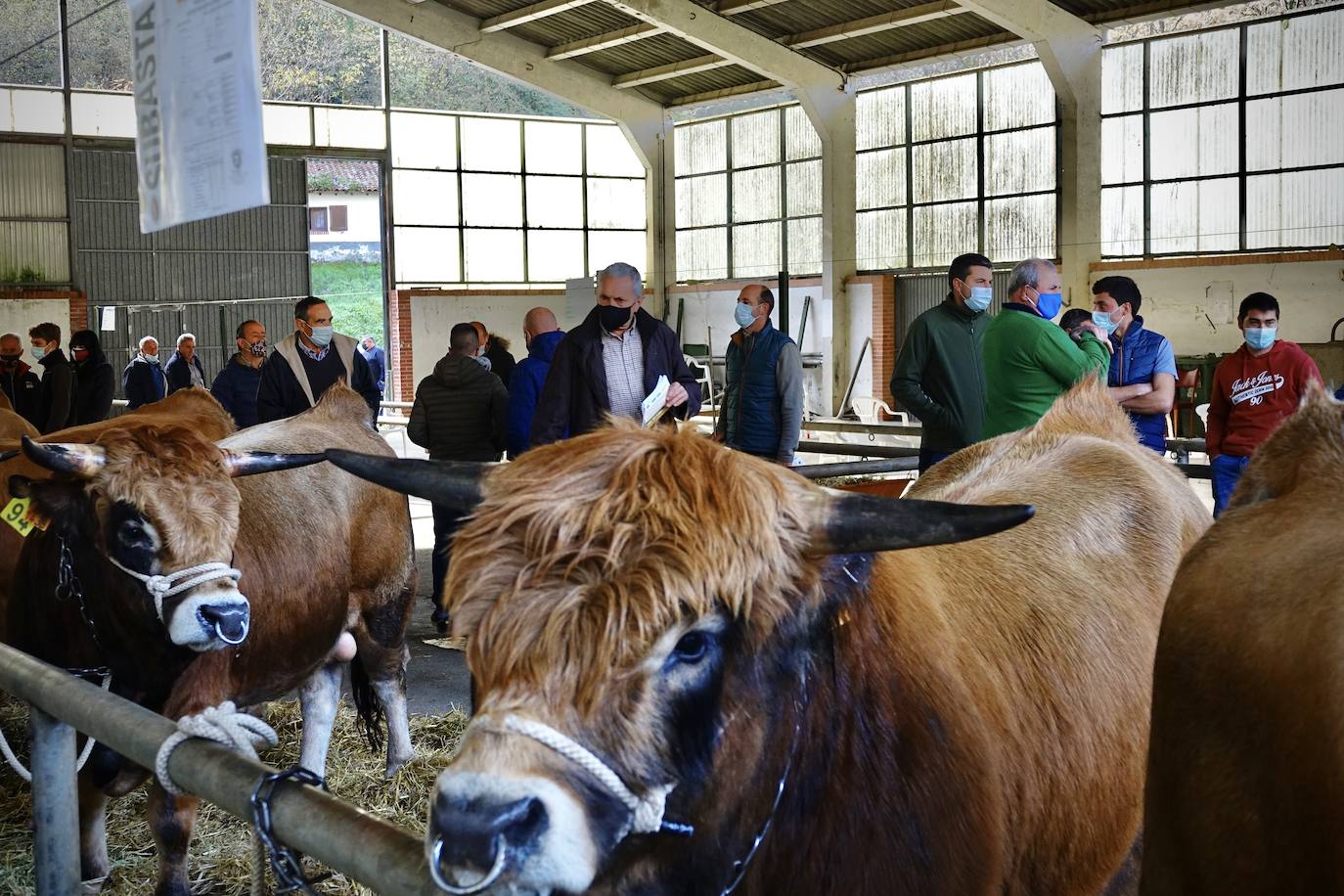 Sementales de la raza Asturiana de la Montaña
