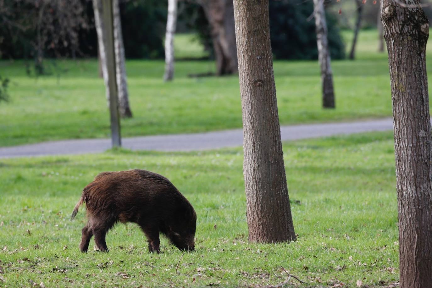 El animal, que campaba a sus anchas por un parque de Gijón, obligó a desplegar un amplio dispositivo policial.