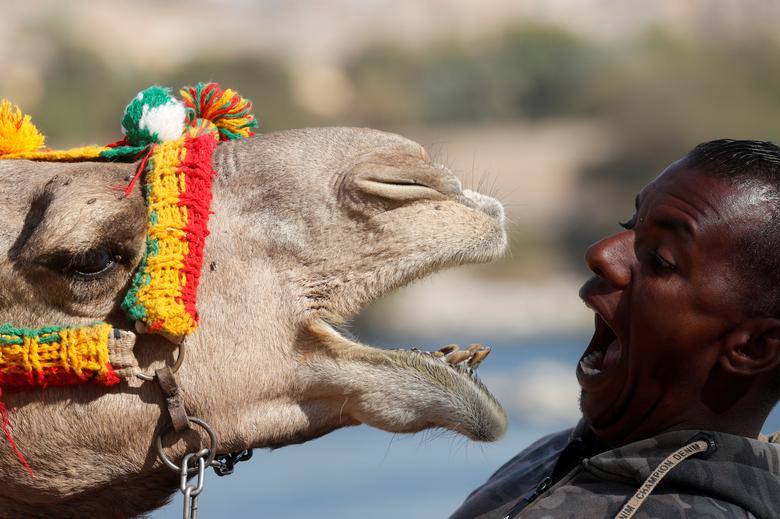 Hossam Nasser, de 32 años, juega con su camello "Anter" frente a su casa en el pueblo nubio de Gharb Soheil, en la orilla occidental del río Nilo en Asuán.
