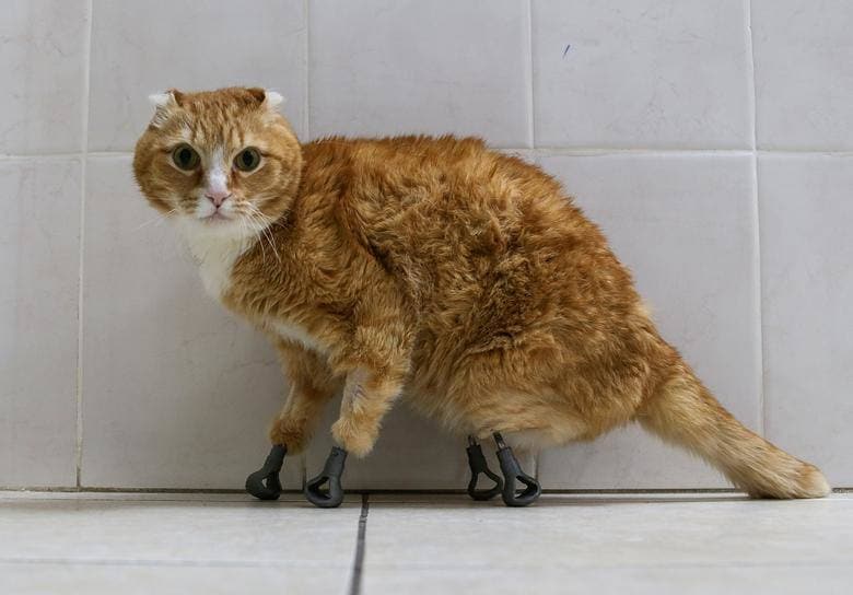 Ryzhik el gato, que perdió las cuatro patas y recibió prótesis de titanio impresas en 3D en 2019, se ve en la clínica veterinaria en Novosibirsk, Rusia.