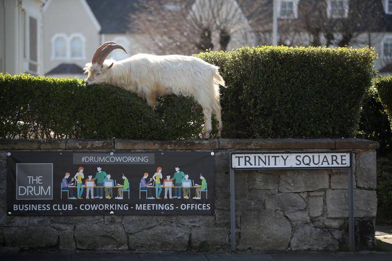 Una cabra de Cachemira se ve como una manada invadió un balneario de Gales después de que el cierre del coronavirus dejó las calles desiertas en Llandudno, Gales, Gran Bretaña.
