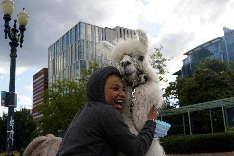 Lyra Conley abraza a Caesar McCool, una llama de terapia apodada "No Drama Llama", en el lugar de las protestas contra la violencia policial y la desigualdad racial, en Portland, Oregon.