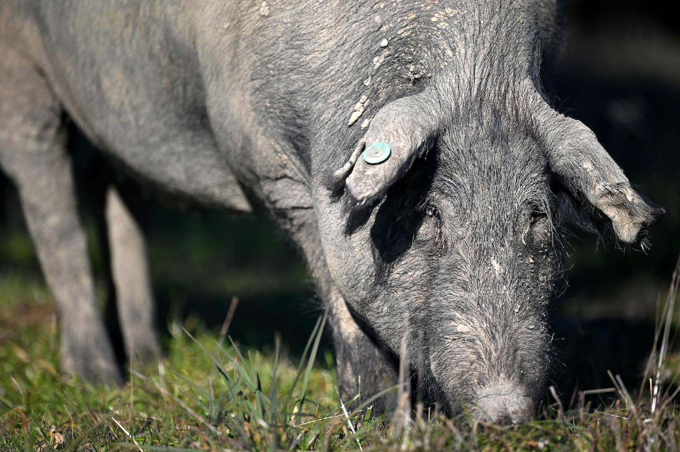 El jamón ibérico es el nombre que se da exclusivamente a los jamones procedentes del cerdo ibérico, o raza negra ibérica. El secreto de su sabor se debe a la dieta de bellotas de los cerdos. Los animales de las imágenes se alimentan en un amplio campo verde en Membrio, cerca de Cáceres. 