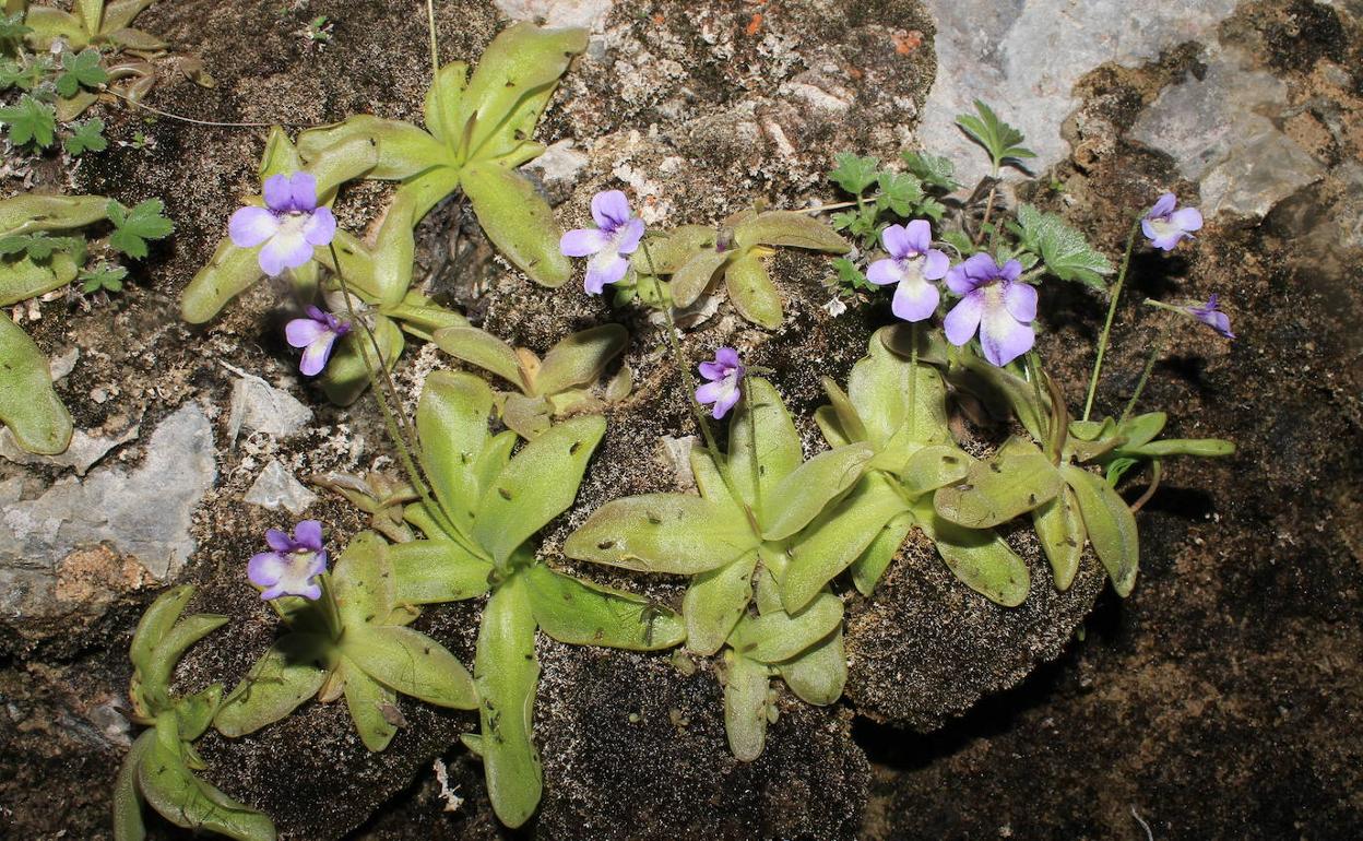 La planta carnívora 'Pinguicula_tejedensis'. 