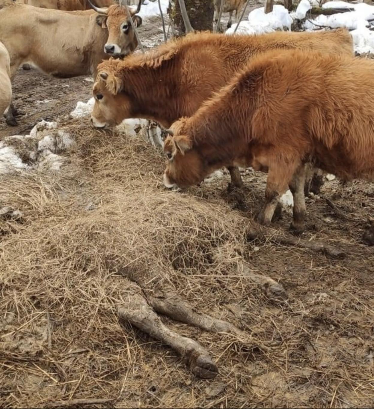 Un grupo de vacas pasta junto a otra muerta en la Ruta del Alba. 