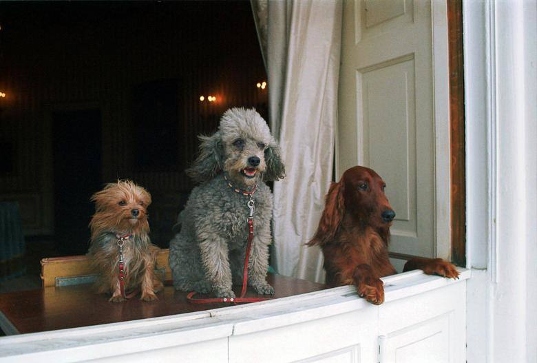 Pasha, Vicki y King Timahoe, los perros de la familia del presidente Richard Nixon, miran a través de una ventana de la Casa Blanca 