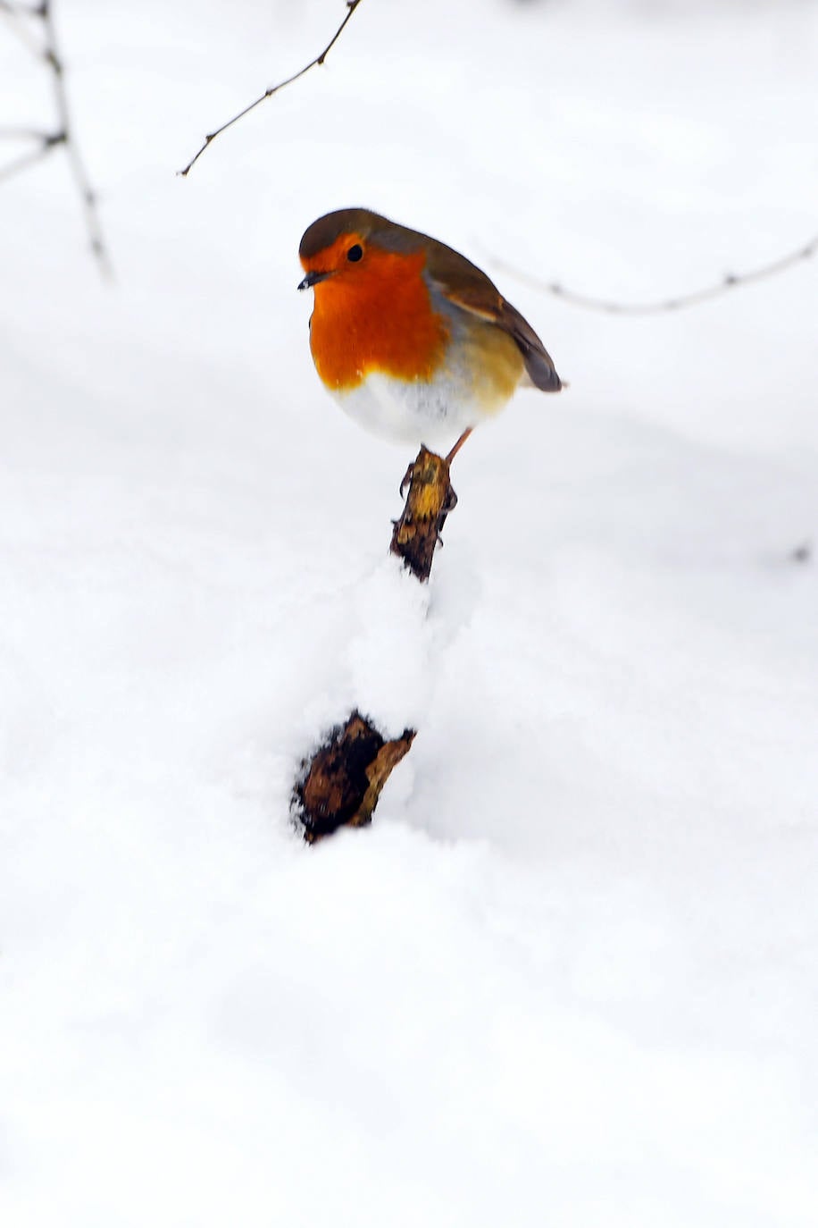 La nieve se ha dejado notar en los últimos días en distintos países como Alemania, Holanda o Estados Unidos. Las condiciones climatológicas, además de dejar unas imágenes llamativas, también han provocado alteraciones en la vida de sus ciudadanos.