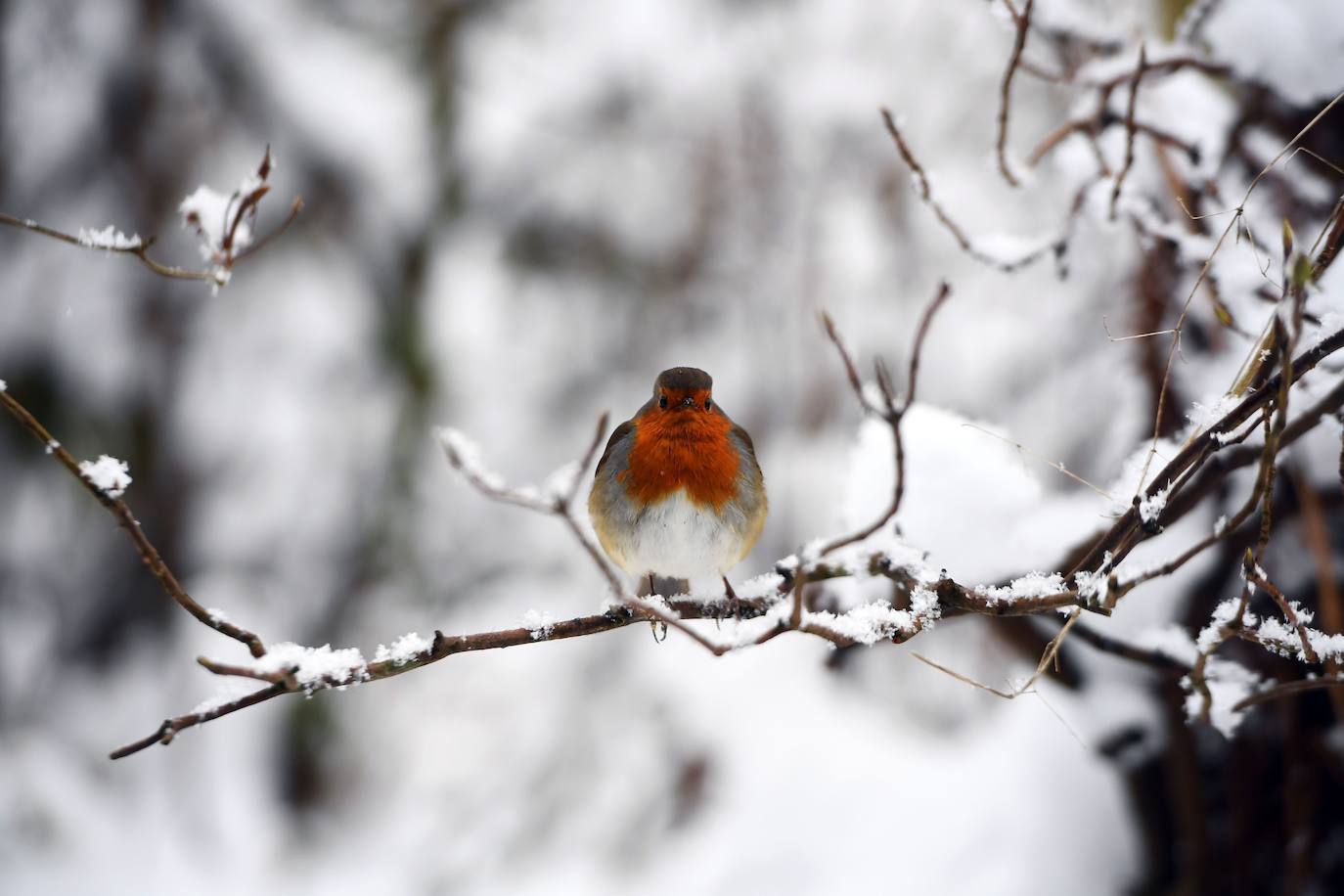 La nieve se ha dejado notar en los últimos días en distintos países como Alemania, Holanda o Estados Unidos. Las condiciones climatológicas, además de dejar unas imágenes llamativas, también han provocado alteraciones en la vida de sus ciudadanos.