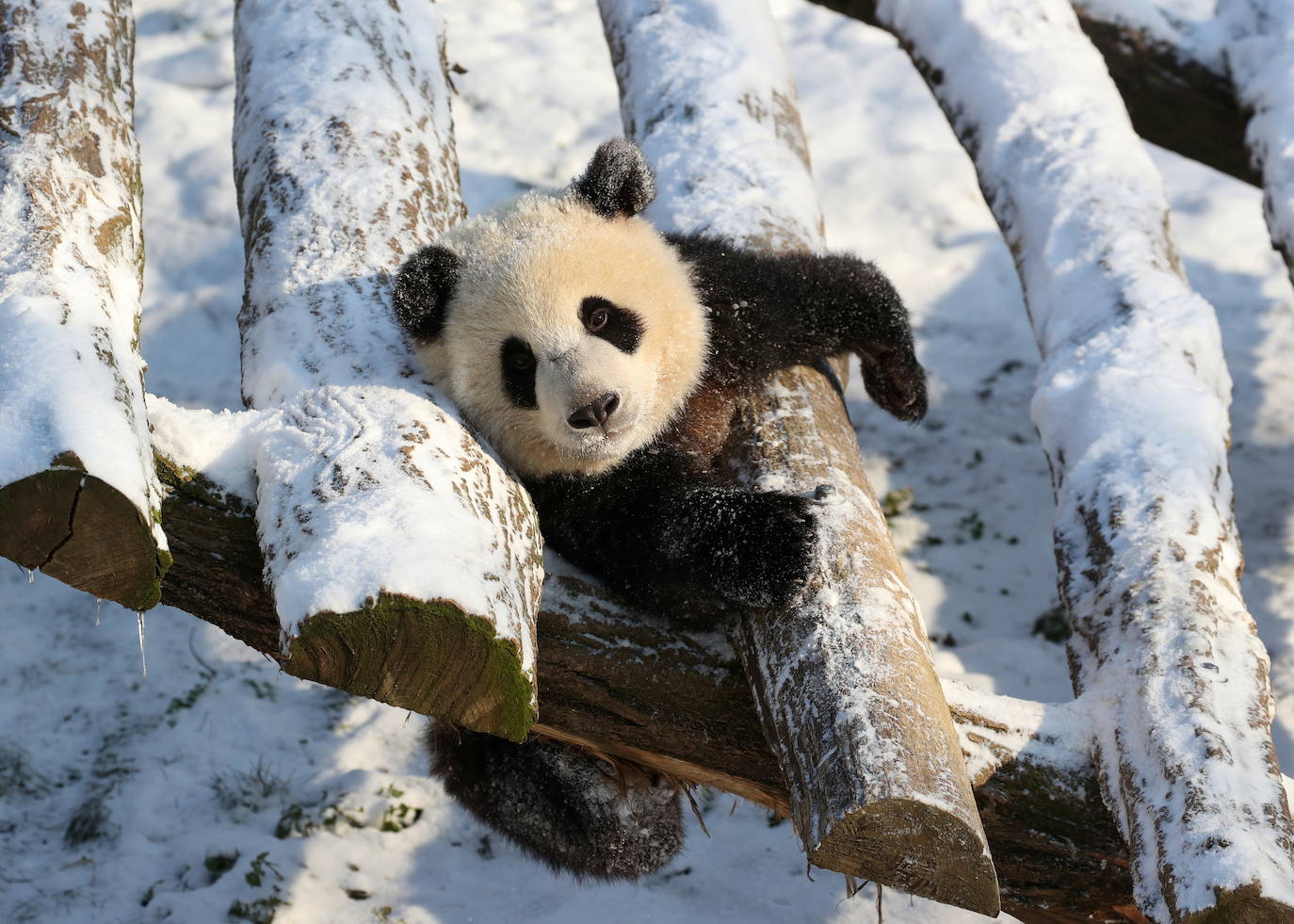 La nieve se ha dejado notar en los últimos días en distintos países como Alemania, Holanda o Estados Unidos. Las condiciones climatológicas, además de dejar unas imágenes llamativas, también han provocado alteraciones en la vida de sus ciudadanos.