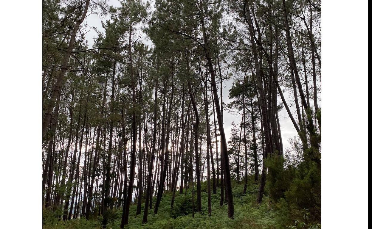 Los ecologistas rechazan la nueva ordenanza de plantaciones de Taramundi