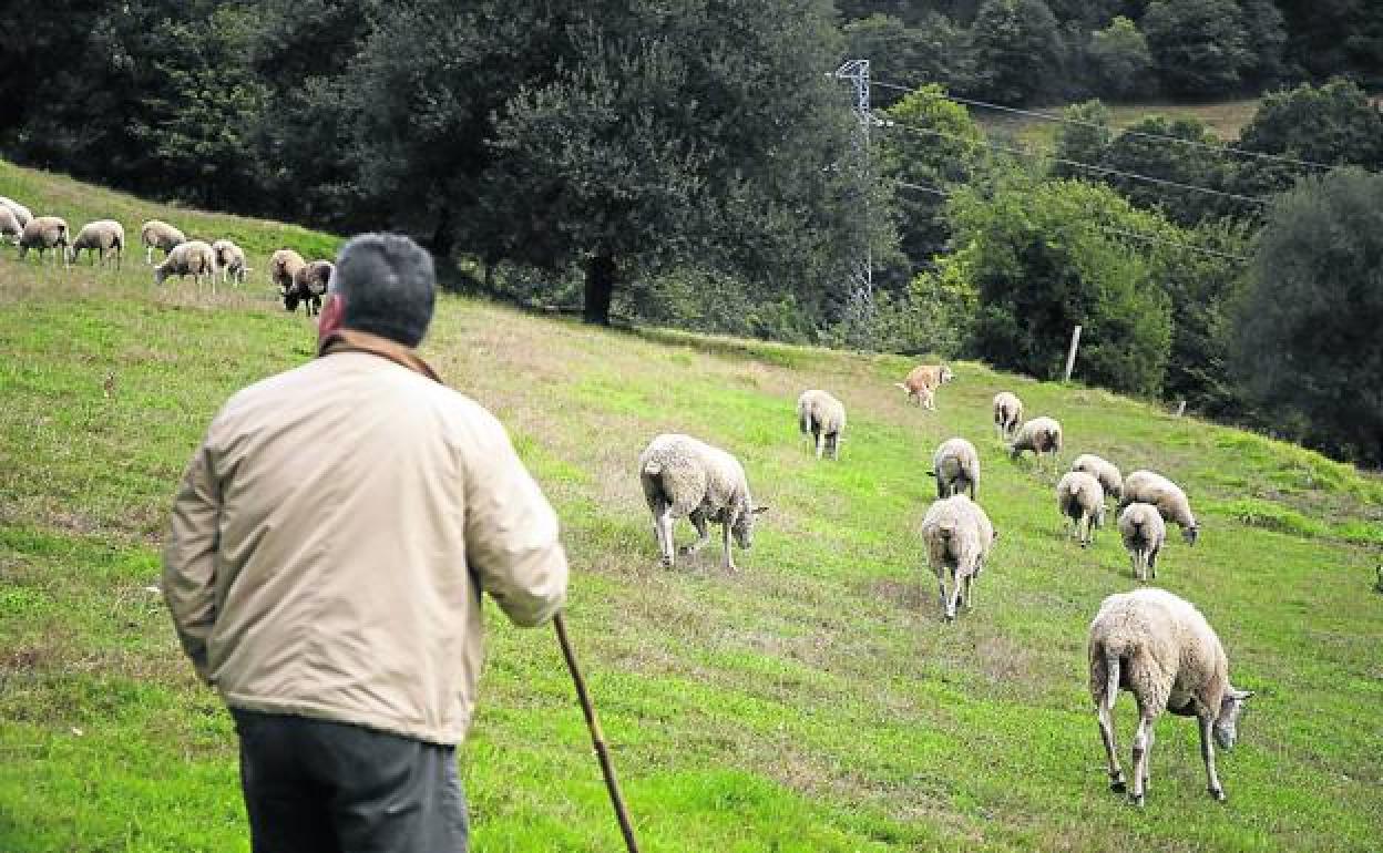 Un pastor de Caso cuida de su rebaño de ovejas ante el peligro de los lobos. 