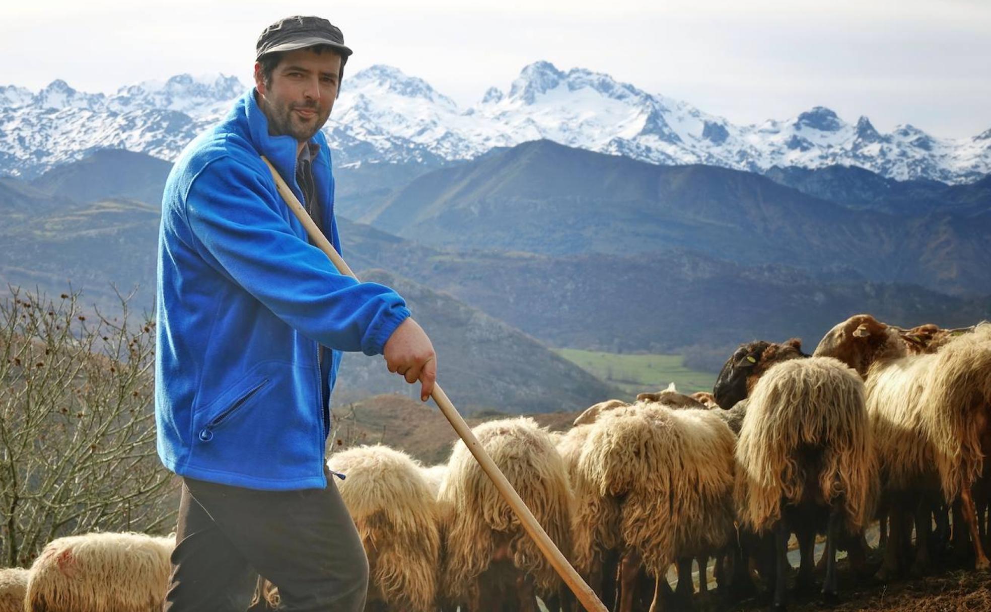 Además de criar lechazos, Rubén Remis elabora Gamoneu del Puerto con la leche de sus ovejas. 