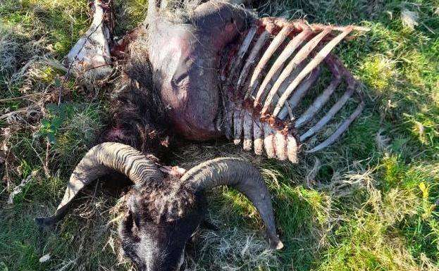 estos de un ejemplar ovino tras el ataque de los lobos en las inmediaciones de los Picos de Europa, en Asturias. 