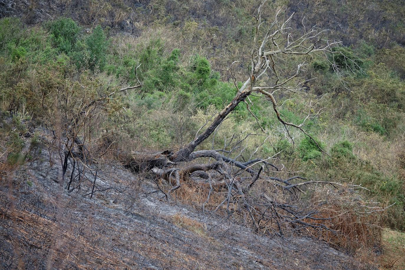 El incendio originado el viernes entre Llanes y Ribadesella, aún con focos activos, provocó ayer una noche de terror en el polígono de Guadamía. Las llamas llegaron hasta el mismo límite del área industrial, donde los propietarios de las naves colindantes a la ladera vivieron momentos de «mucho miedo».