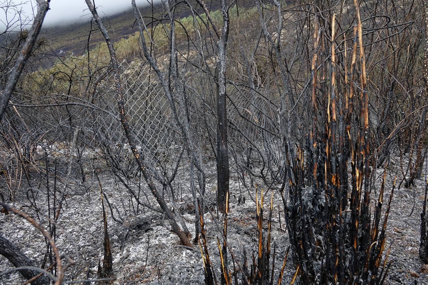 El incendio originado el viernes entre Llanes y Ribadesella, aún con focos activos, provocó ayer una noche de terror en el polígono de Guadamía. Las llamas llegaron hasta el mismo límite del área industrial, donde los propietarios de las naves colindantes a la ladera vivieron momentos de «mucho miedo».
