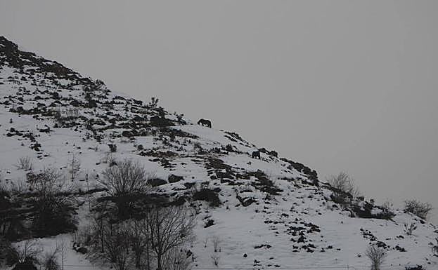 Nieve en Caunedo (Somiedo).