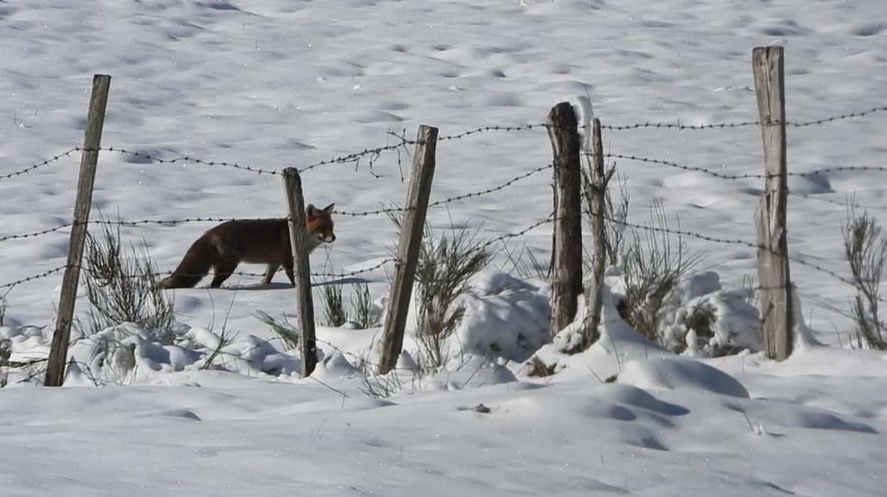 Un zorro entre la nieve, ayer, en El Valle, en Somiedo. 