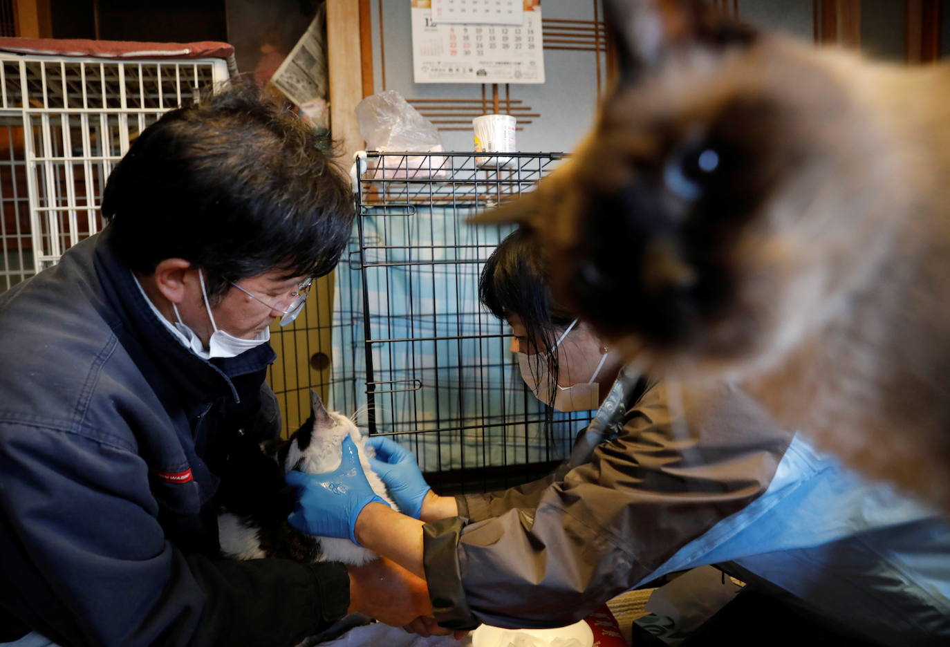 Sakae Kato se quedó atrás después de que todo el mundo huyera ante el desastre nuclear en Fukushima para ayudar a los animales abandonados ante la estampida de la población. En la soledad de una localidad arrasada y desértica, se afana en rescatar gatos «Quiero asegurarme de estar aquí para ocuparme del último. Después de eso quiero morir, ya sea un día o una hora después«, explica. En su aislado hogar viven 41 mininos. En su jardín reposa el cadaver de otros 23 