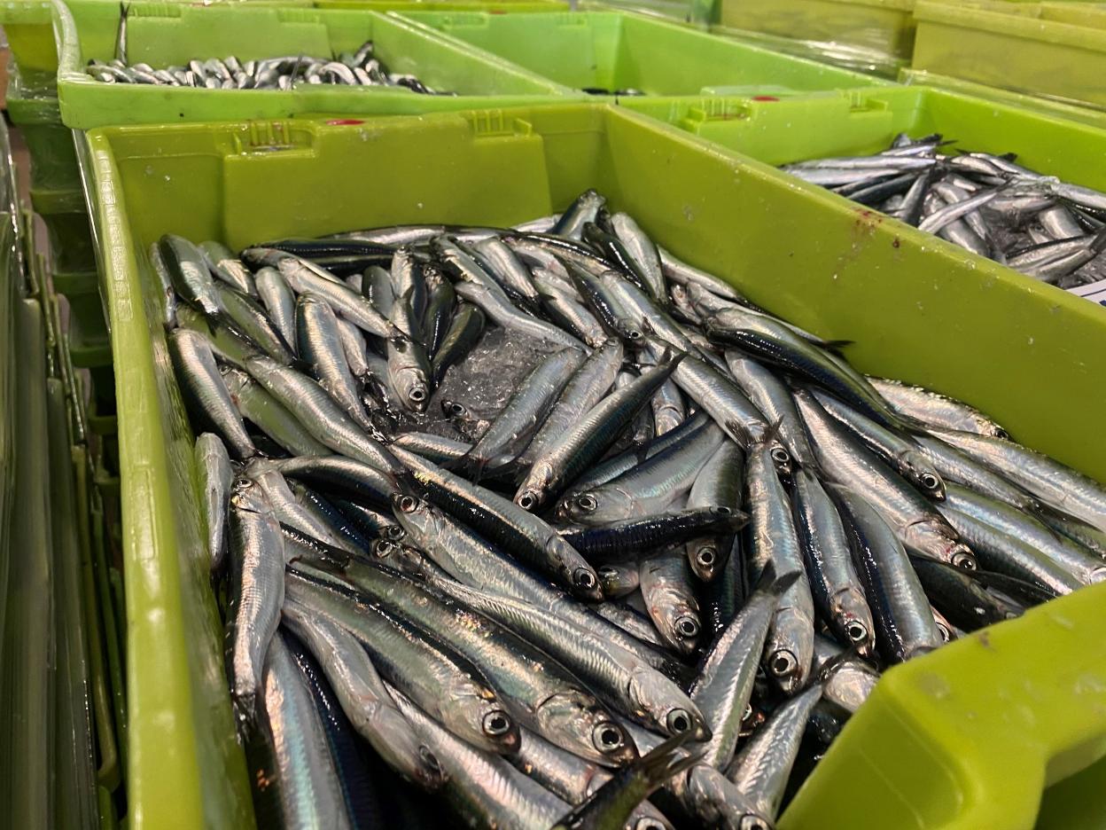 Los primeros bocartes que han llegado a la lonja de Gijón. 