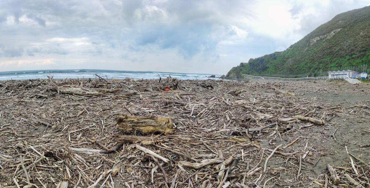 Los Quebrantos. Una 'manta' de restos de madera arrastrados por el río Nalón durante el invierno cubre casi toda la playa de San Juan de La Arena. 