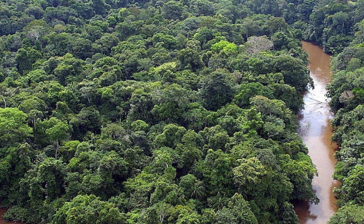 Un piloto sobrevive tras permanecer 36 días en la selva del Amazonas, en donde tuvo que aterrizar por un falle en la aeronave