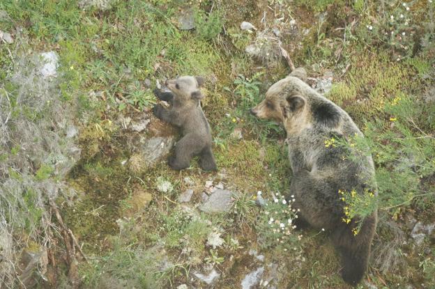 Una osa parda acompaña y vigila las evoluciones de uno de sus oseznos. 