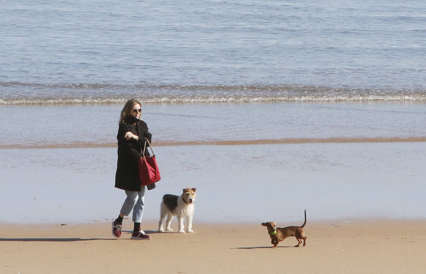 Como si se hubiesen citado, cientos de gijoneses han elegido hoy la playa de San Lorenzo para disfrutar del sol y el aire libre. Muchos de ellos han disfrutado del día con sus macostas, lo que dibujaba un entrañable mosaico en el arenal.