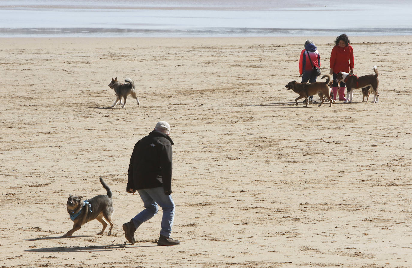 Como si se hubiesen citado, cientos de gijoneses han elegido hoy la playa de San Lorenzo para disfrutar del sol y el aire libre. Muchos de ellos han disfrutado del día con sus macostas, lo que dibujaba un entrañable mosaico en el arenal.