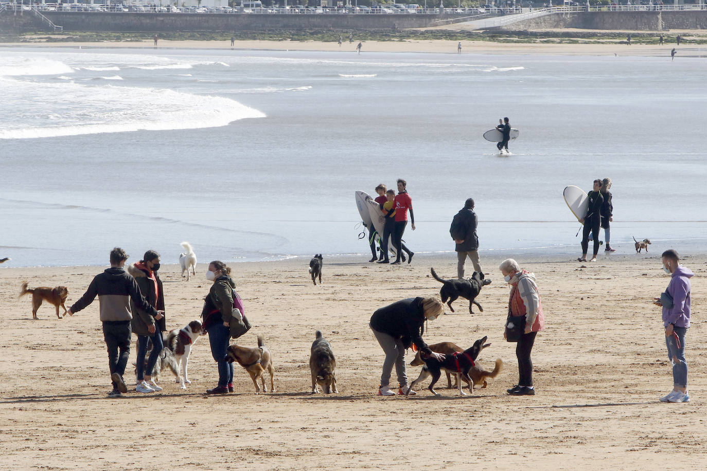 Como si se hubiesen citado, cientos de gijoneses han elegido hoy la playa de San Lorenzo para disfrutar del sol y el aire libre. Muchos de ellos han disfrutado del día con sus macostas, lo que dibujaba un entrañable mosaico en el arenal.