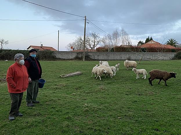 Otilia Zaragoza y Pedro del Campo junto a sus ovejas en Llames de Pría, en Llanes. 