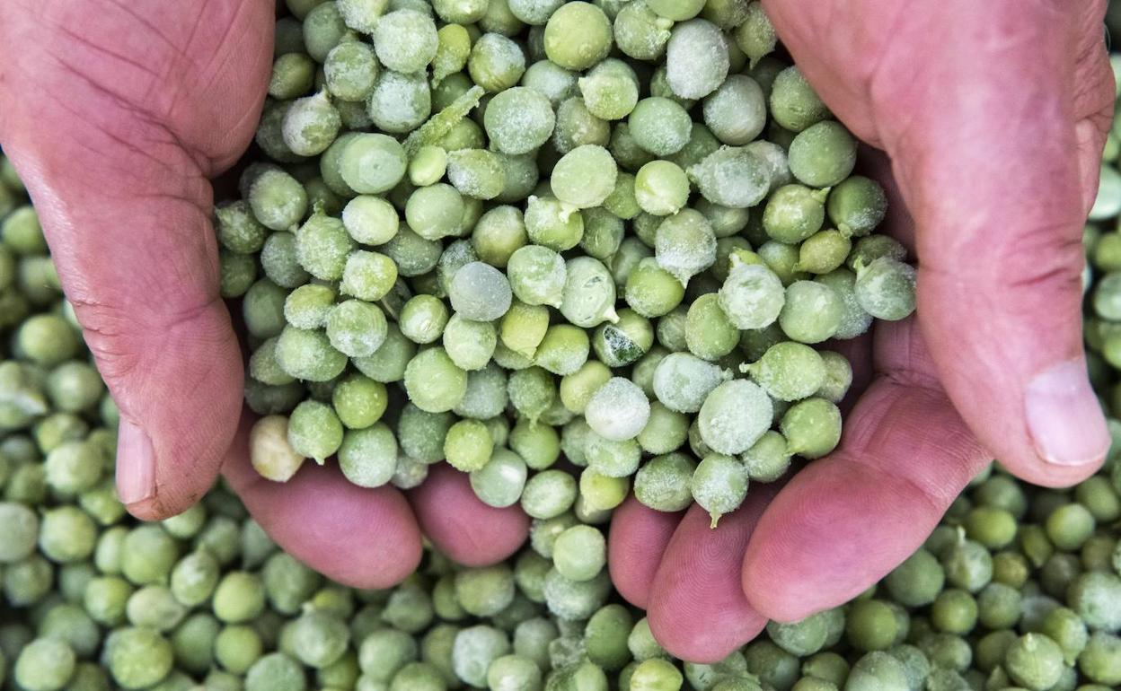 Un productor asturiano sostiene parte de su cosecha de arbeyos