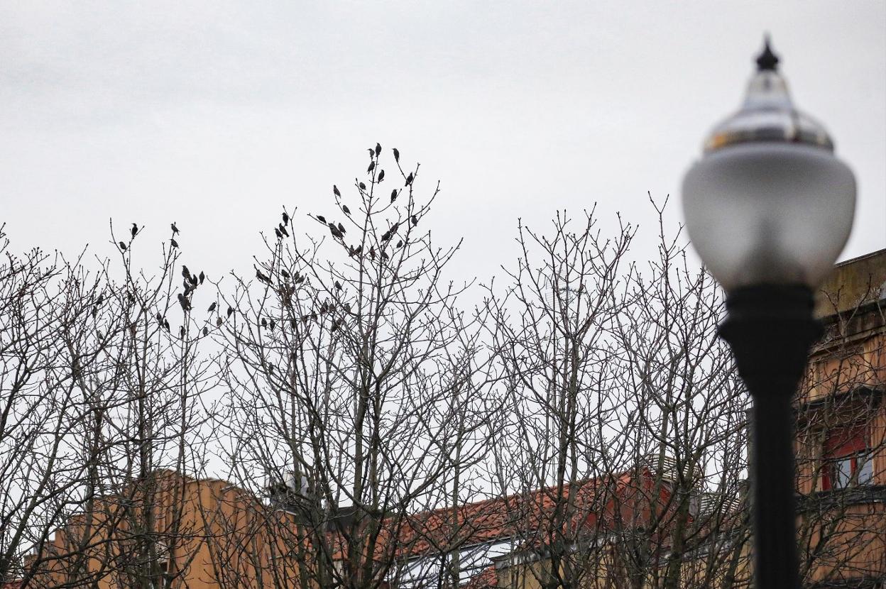 Estorninos sobre uno de los árboles que usan de dormidero en la Plazuela. 