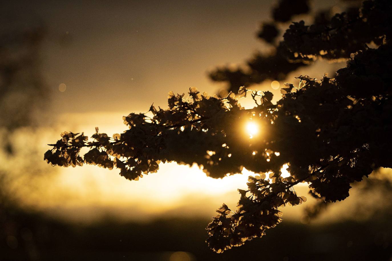 El Cherry Blossom es uno de los fenómenos más bonitos del mundo en primavera. La floración de los cerezos se convierte en espectáculo y reclamo turístico. En Japón, con más de 200 variedades de árbol, se viven escenas únicas. En 1912, el alcalde de Tokio Yukio Ozaki regaló a la ciudad de Washington, D.C., 3.000 cerezos para honrar la amistad entre las dos naciones. El Cherry Blossom Festival de Vancouver convierte en fiesta la llegada de la lucida flor.